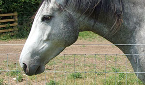 Classic Horse Fence