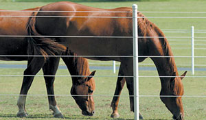 Centaur Lightning