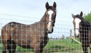 Premium Horse Fence